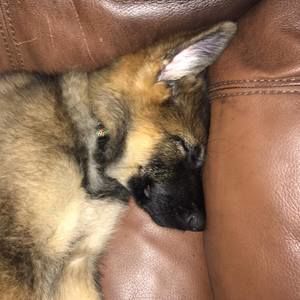 Meet your Posher, Peter